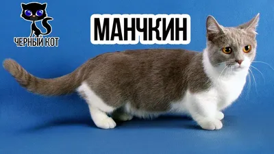 Фото манчкинов: маленькие котята и взрослые кошки