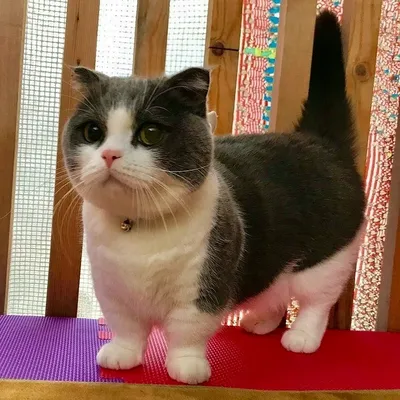 Красивые манчкин кошки: выберите размер и формат изображения