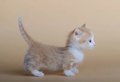 Широкоформатные фотографии манчкин кошек для скачивания