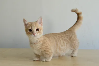Самые милые манчкин кошки: скачайте фото бесплатно