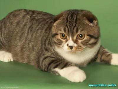 Лучшие фото манчкин кошек: выберите качество и формат изображения