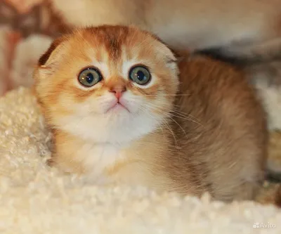 Красивые изображения манчкин кошек: выберите формат для скачивания