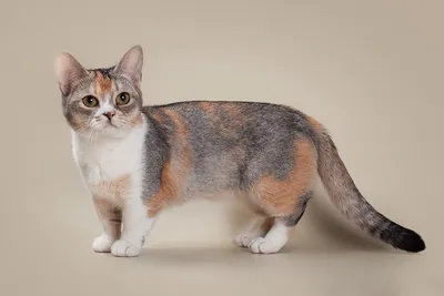 Манчкин кошка на фото: выбирайте качество изображения