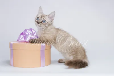 Изображения манчкин кошек: выберите формат и размер для скачивания