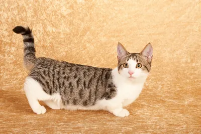 Фотографии манчкин кошек в разных окрасах: выберите размер и формат