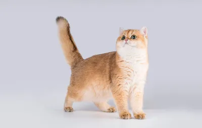 Манчкин кошки на фотографиях: выберите формат и качество изображения