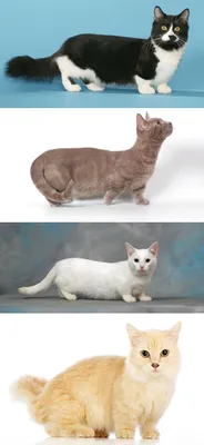 Изображения манчкин кошек на разных фонах: выберите размер и формат