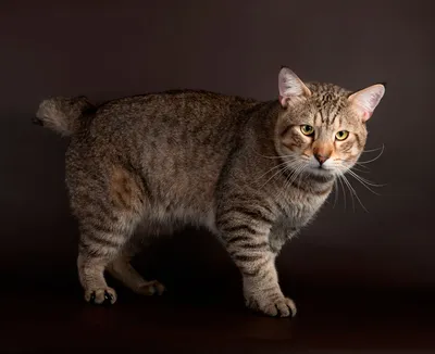 Фотки манчкин кошек в высоком качестве: выберите формат для скачивания