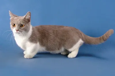 20 потрясающих фотографий породы кошек Манчкин