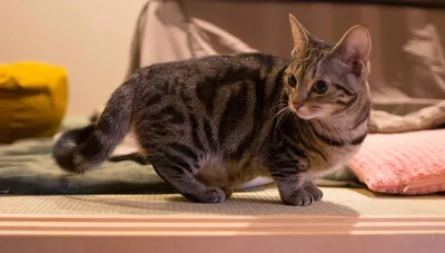 Изображения манчкинов: маленькие котята и взрослые кошки