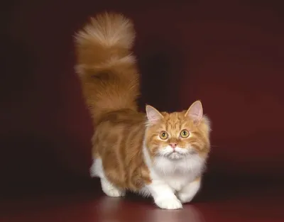 Манчкины: милые кошки с короткими лапками на фото