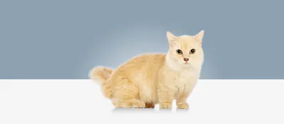 Порода кошек Манчкин на фото: удивительные моменты