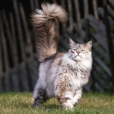 Манчкины: кошки с короткими лапками, которых хочется обнимать