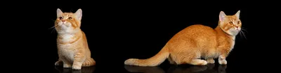 Манчкины на фото: уникальная порода кошек, которые оставят след в твоём сердце