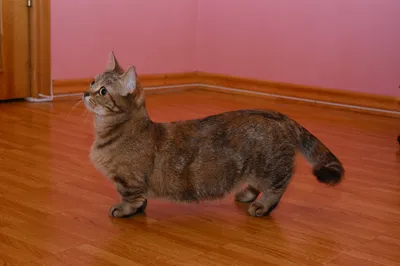 20 прекрасных фото манчкин-кошек в высоком разрешении
