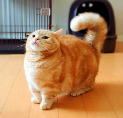 Улыбающиеся манчкин-кошки на фото