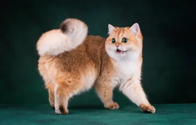 Изумительные манчкин-кошки на фото