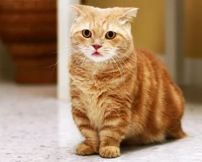 Манчкин-кошки на фото с разными выражениями лица