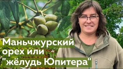 Красивые картинки с Маньчжурским орехом дерева - выберите формат для скачивания (JPG, PNG, WebP)