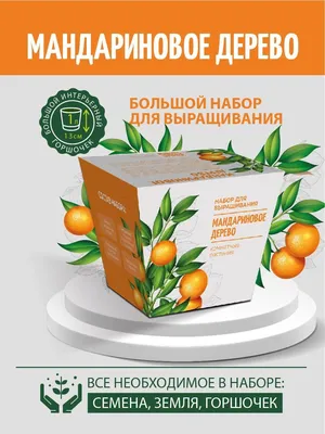 Мандариновое дерево на фото: идеальное сочетание красоты и вкуса