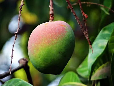 PNG фото манго дерева