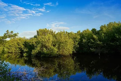 Фотографии удивительных мангровых деревьев