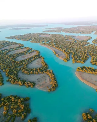 Фотографии мангровых лесов: где земля встречает воду