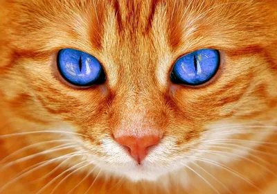 Стильные фотографии маникюра кот глаз 2023 на фоне природы