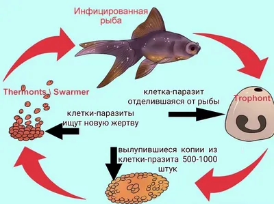 Уникальная фотография рыбы с выбором формата