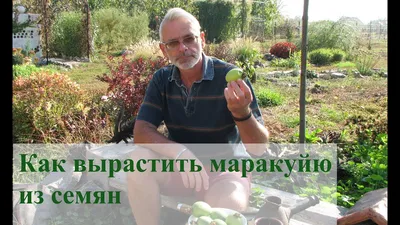 Прекрасное творение природы: Маракуйя дерево на фото