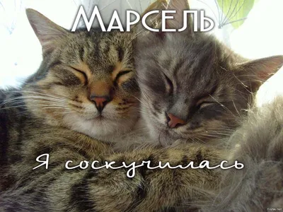 Открытка с изображением Марсель, я тебя люблю в формате webp