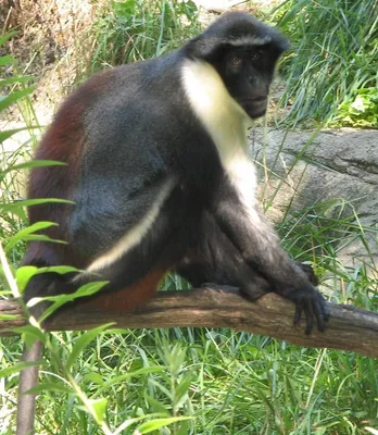 Фотогеничная обезьяна: Лучшие снимки Мартышки Дианы