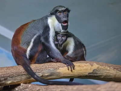 Страничка обезьяны: Фотографии для настоящих поклонников