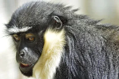Рисунок обезьяны: Милые черты Мартышки Дианы в Full HD