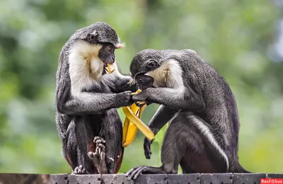 JPG изображение обезьяны: Невероятные моменты в природе