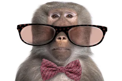 Фоны с обезьяной и очками: Новые картинки