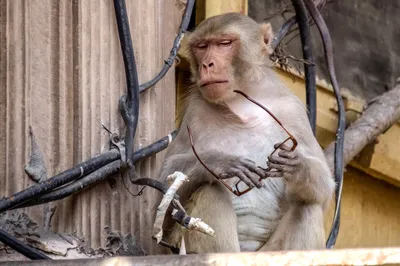 Фотообои обезьяны: Выберите размер и формат загрузки