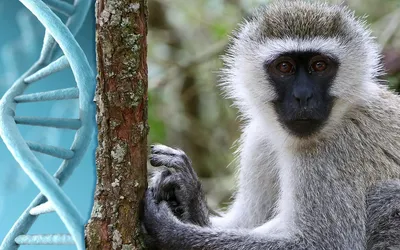 Фотогеничные обезьяны: снимки с природы