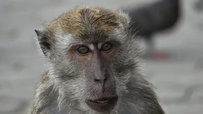 В мире обезьян: красота и диковинка на фото