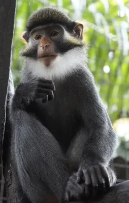 Удивительные фотографии обезьян в 4K: скачивайте свободно и быстро!