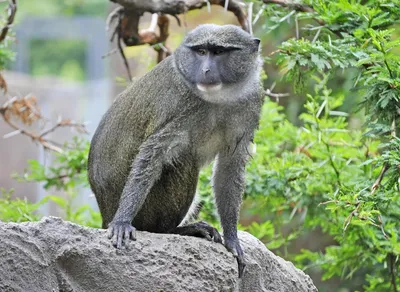 Эксклюзивные снимки обезьян: скачивайте бесплатно в Full HD.
