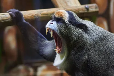 Full HD изображение обезьяны: красота в каждой детали