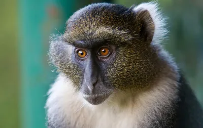 Эксклюзивные фотографии обезьян: Скачать бесплатно в Full HD