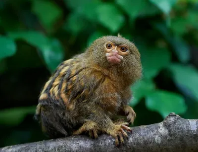 Сладкие моменты с обезьянами: Фотографии в Full HD