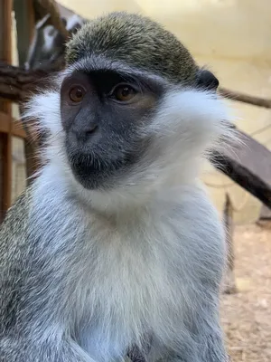 HD изображения обезьян: Захватывающий мир джунглей