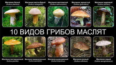 Волшебные уголки природы: фотографии маслят в лесной глуши