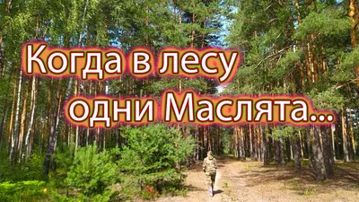 Фотографии Маслят в лесу: красочные изображения природы