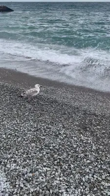 Фотоальбом Массандра пляж: отражение солнца в водах моря