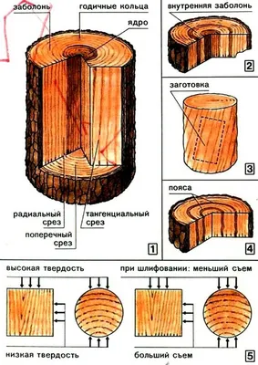 Фотки деревьев - бесплатный скачивание