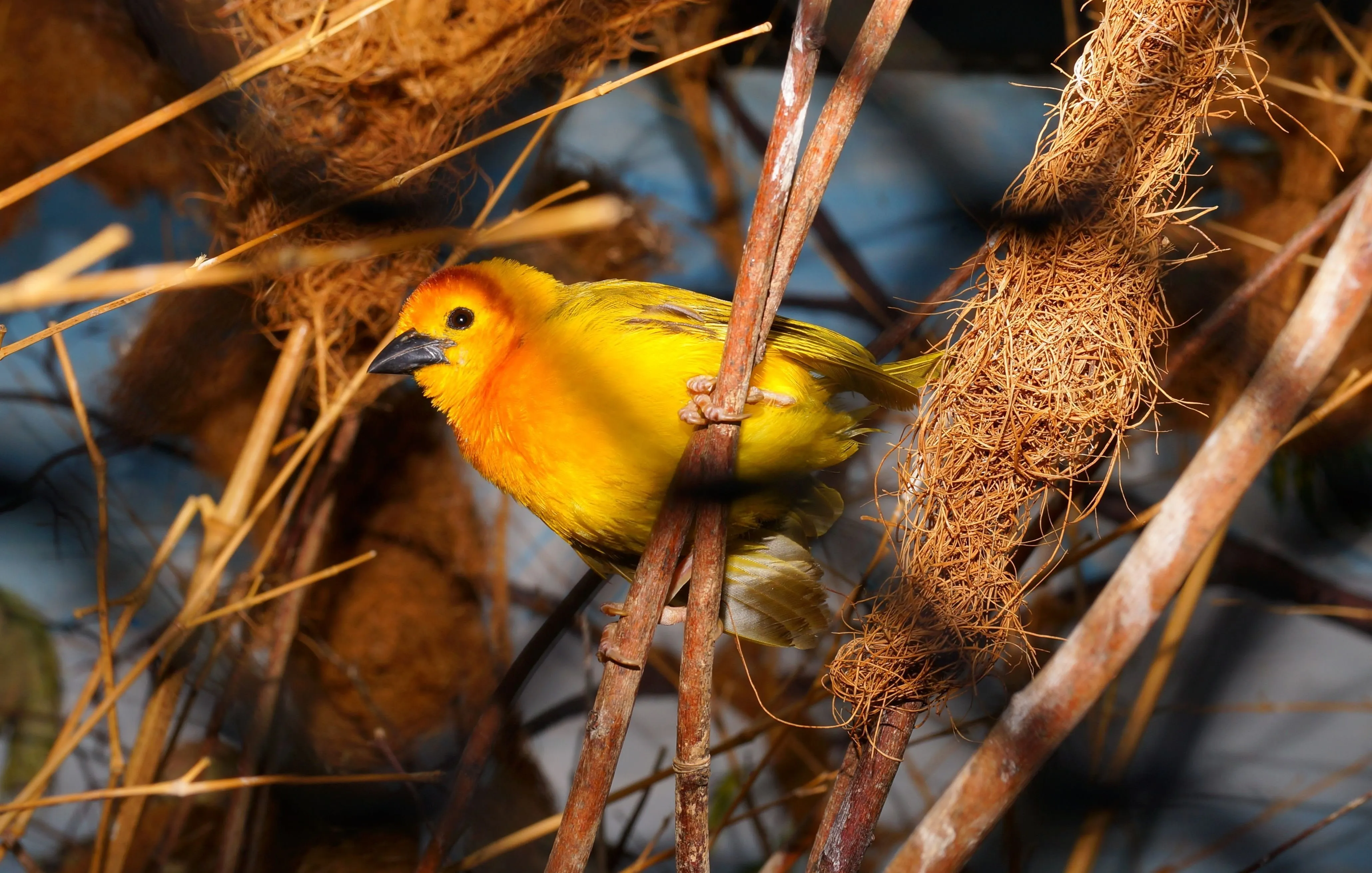 Маленькая рыжая птичка. Жёлтый кенар птица. Желтая канарейка. Дикая канарейка канарейка. Маленькая желтая птичка.